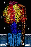 Atpase1